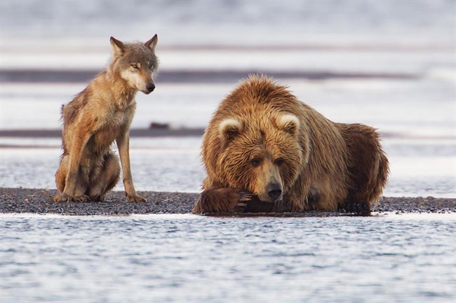 Farkas és barnamedve